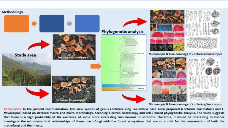 Graphical Abstract | PDF