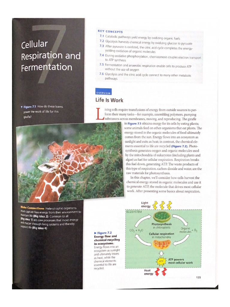 Chapter 7 - Cellular Respiration and Fermentation - Biology in Focus | PDF