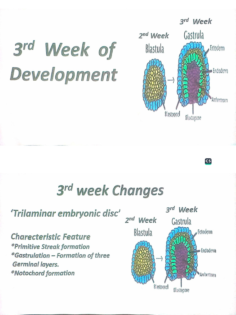 3rd Week | PDF