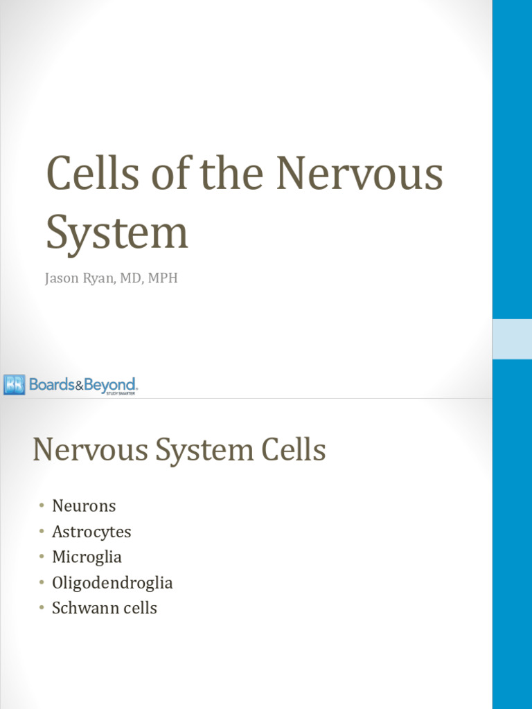Cells of The Nervous System Atf | PDF | Axon | Myelin