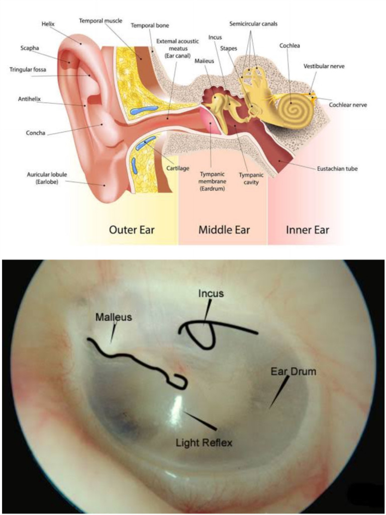 Ear Diagram | PDF