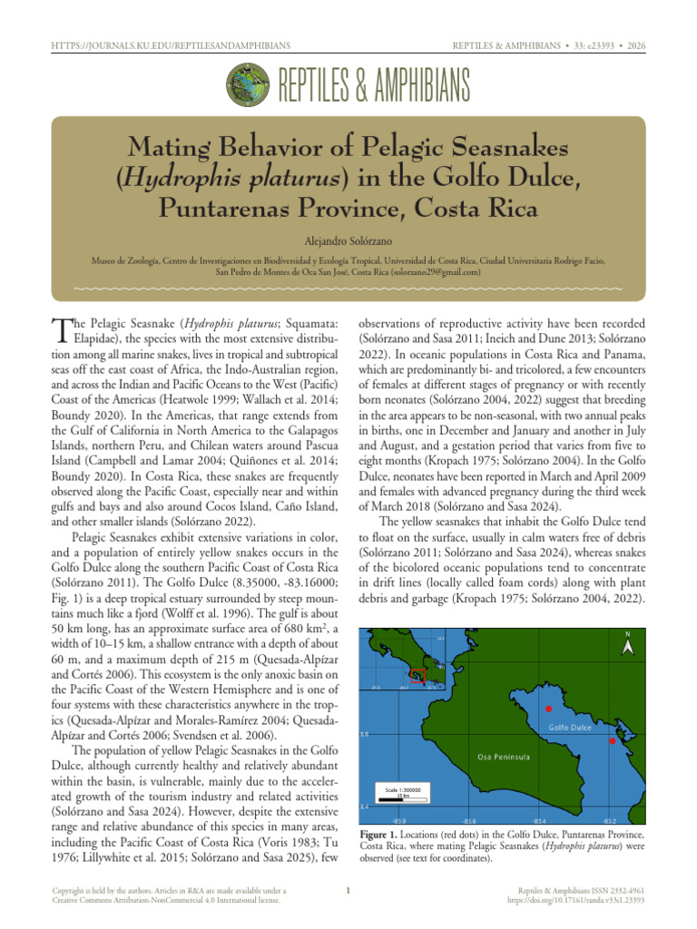Mating Behavior in The Yellow Seasnakes Hydrophis Platurus Golfo Dulce ...