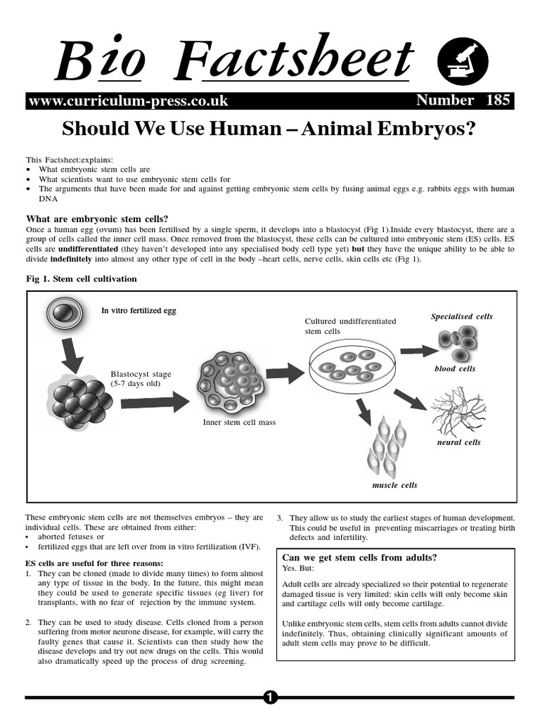Biofactsheet 185 Stem Cells | PDF | Embryonic Stem Cell | Stem Cell