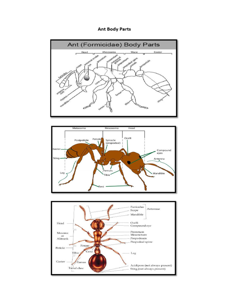 Ant Body Parts | PDF