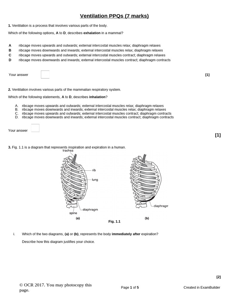 3 Ventilation Ppqs | PDF | Breathing | Exhalation