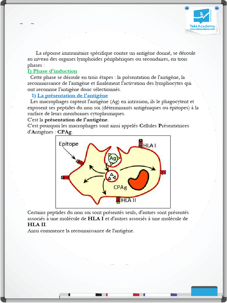 Déroulement-Réponse-Immune-Cours24 | PDF | Antigène | Système immunitaire