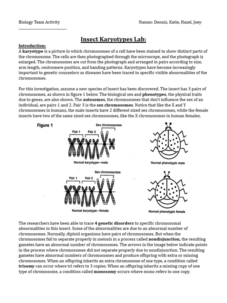 Group 5 Insect Karyotypes Lab PDF | PDF | Chromosome | Karyotype