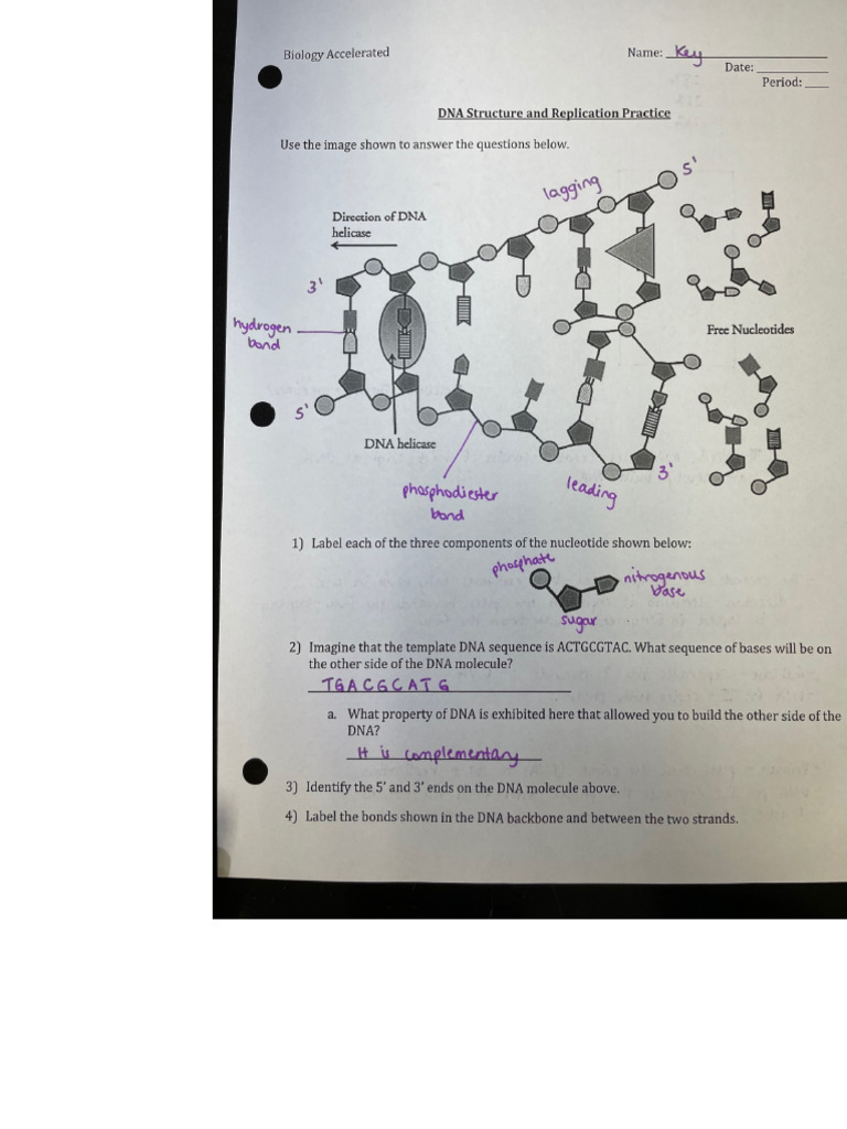 (14b) Review DNA Structure KEY PDF | PDF