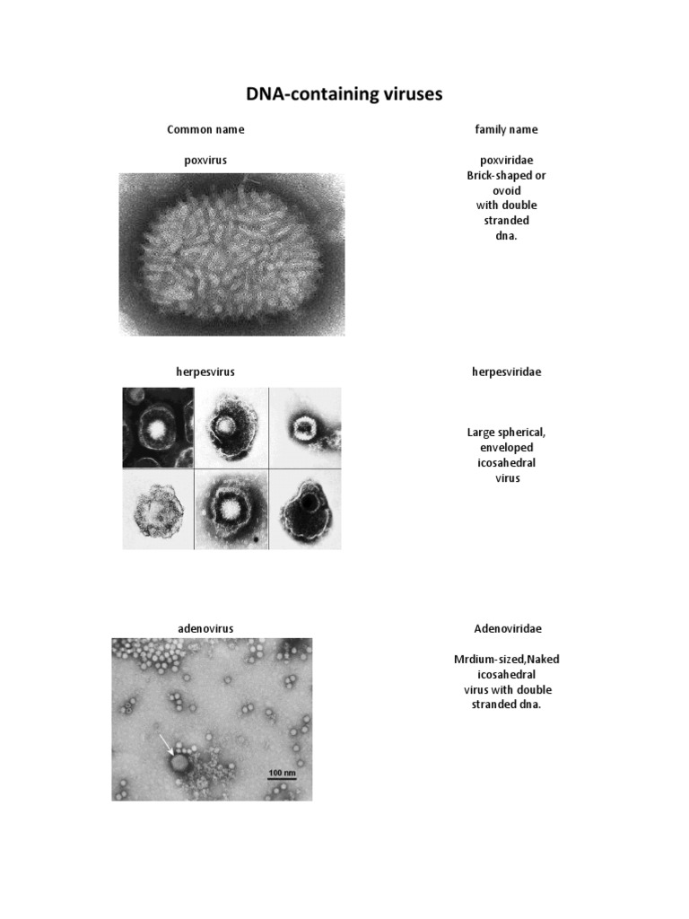 DNA and RNA Virus Families Guide | PDF | Home & Garden
