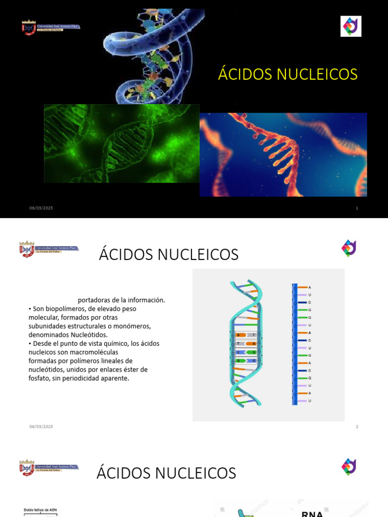 Ácidos Nucleicos | PDF | Rna | Adn