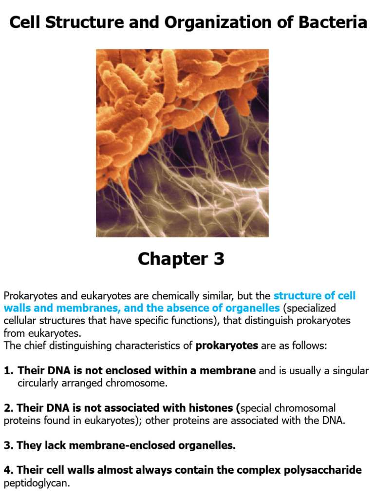 Microbiology - I Chapter 3 Zinia | PDF | Cell Membrane | Cell (Biology)