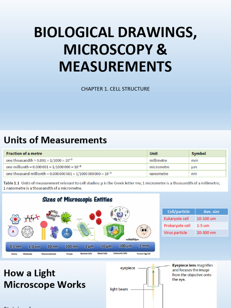 Biological Drawings and Measurements | PDF | Microscope | Light