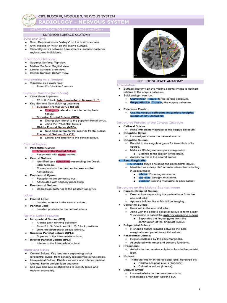 Radiology Lecture B3M3 | PDF | Vertebra | Parietal Lobe