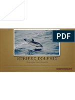 Striped Dolphin Facts