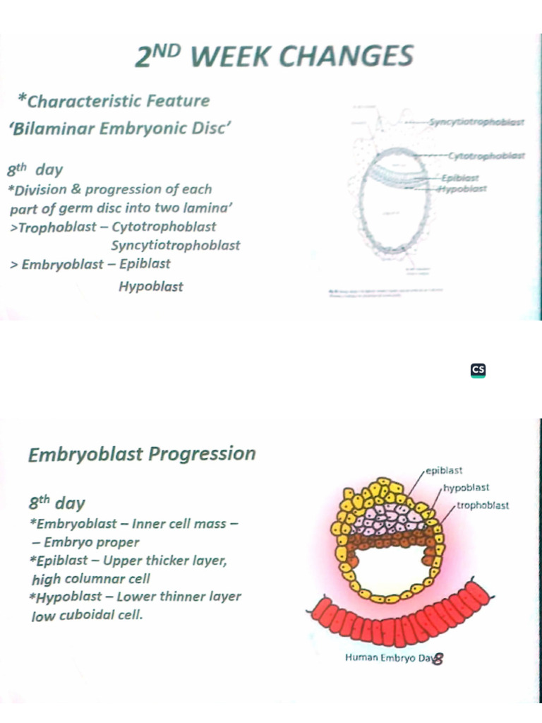 2nd Week | PDF