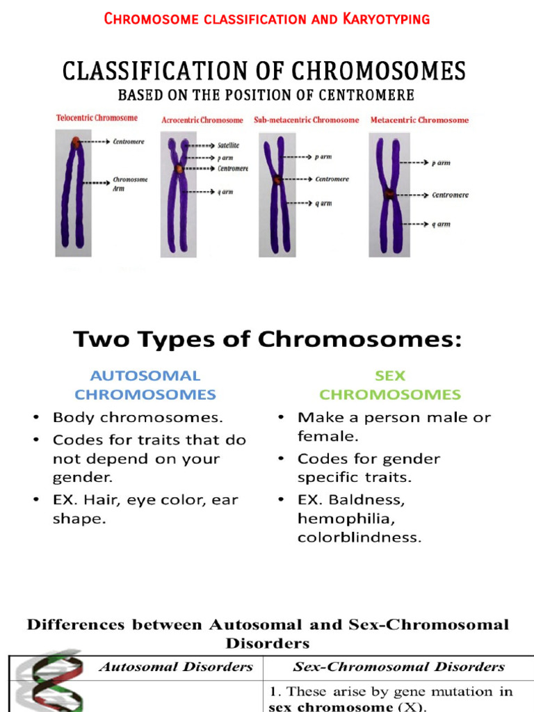 Chromosome Classification | PDF
