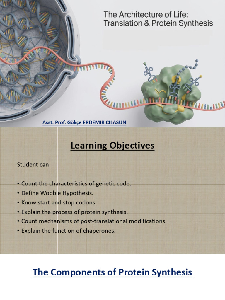 The Translation Protein Synthesis - 260224 - 210339 | PDF | Translation ...