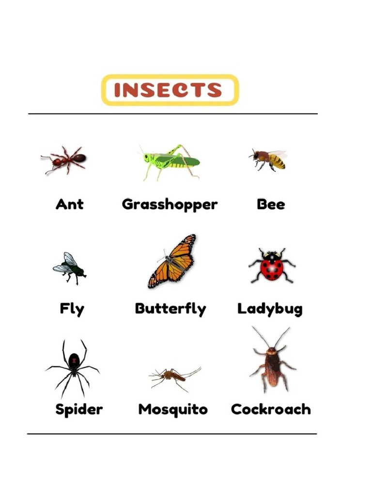 Insects | PDF