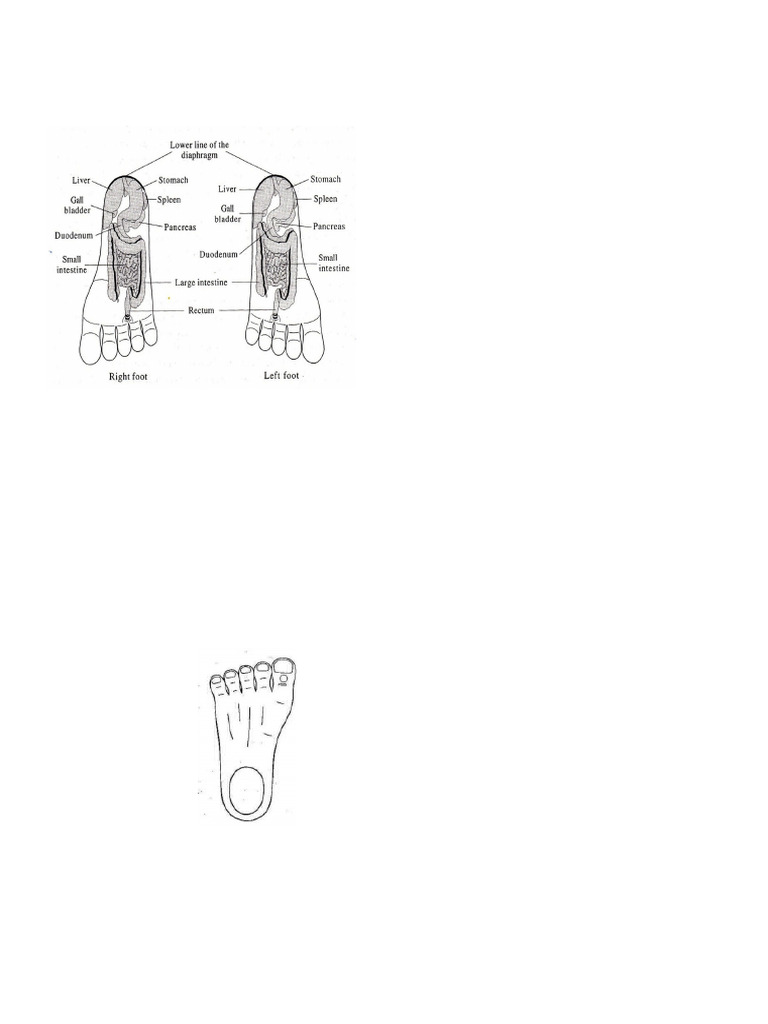 Outline of Hand and Foot | PDF