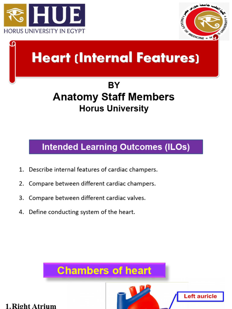 HEART Internal Features (Heart 2) | PDF | Heart Valve | Ventricle (Heart)