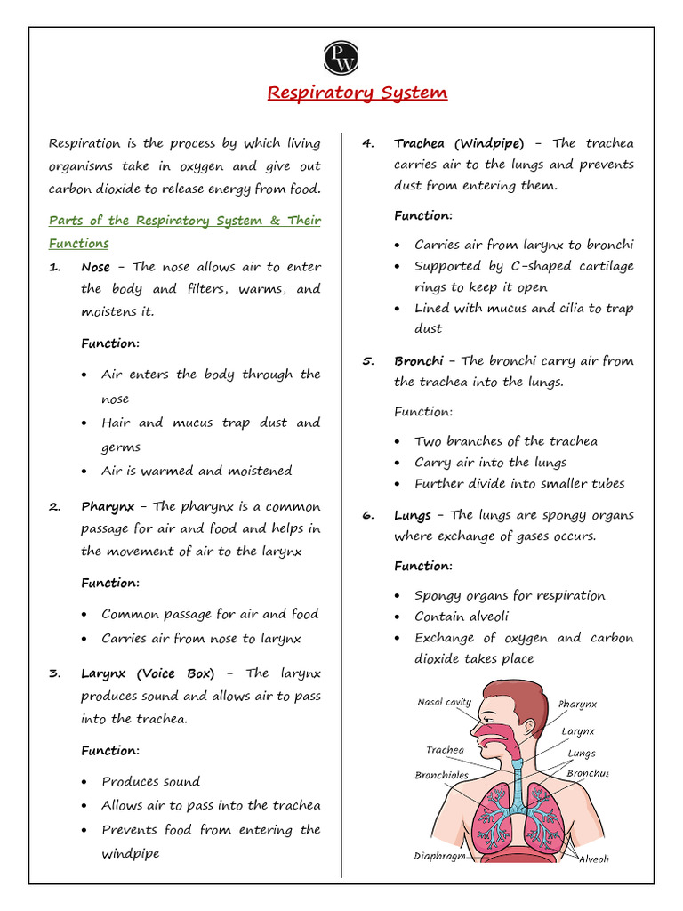 Respiratory System - Handwritten Notes | PDF | Breathing | Respiratory ...