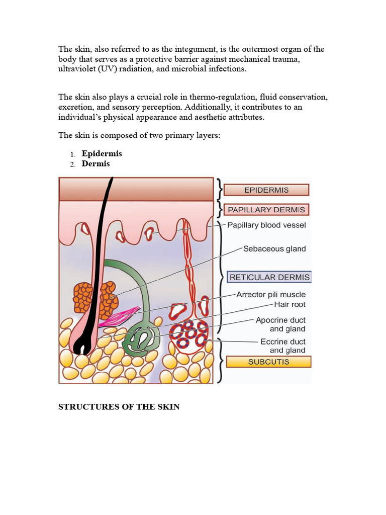 Skin Lec Note | PDF | Skin | Anatomy