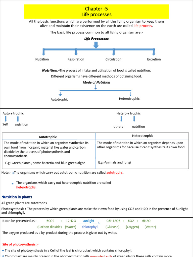 Life Process Notes 2024 | PDF | Digestion | Small Intestine