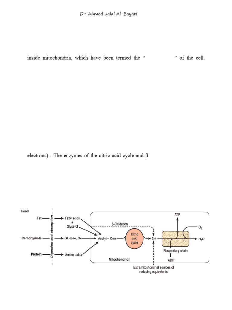 Respiratory Chain - 2026 | PDF | Electron Transport Chain | Adenosine ...