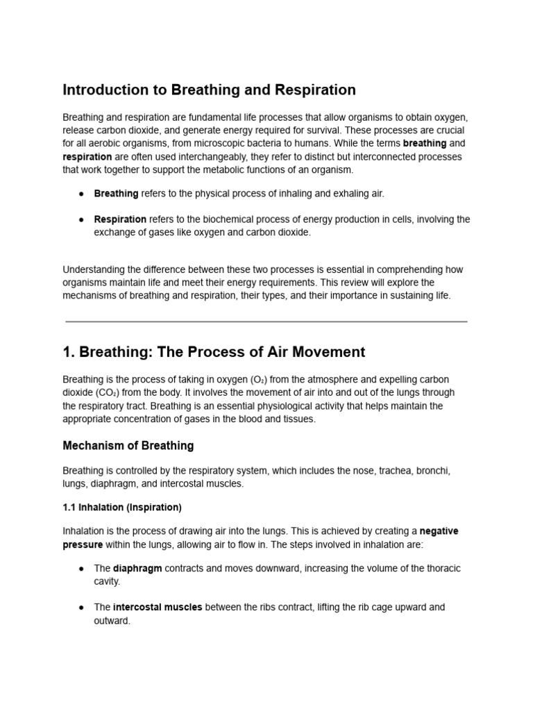 Untitled Document | PDF | Respiratory System | Breathing