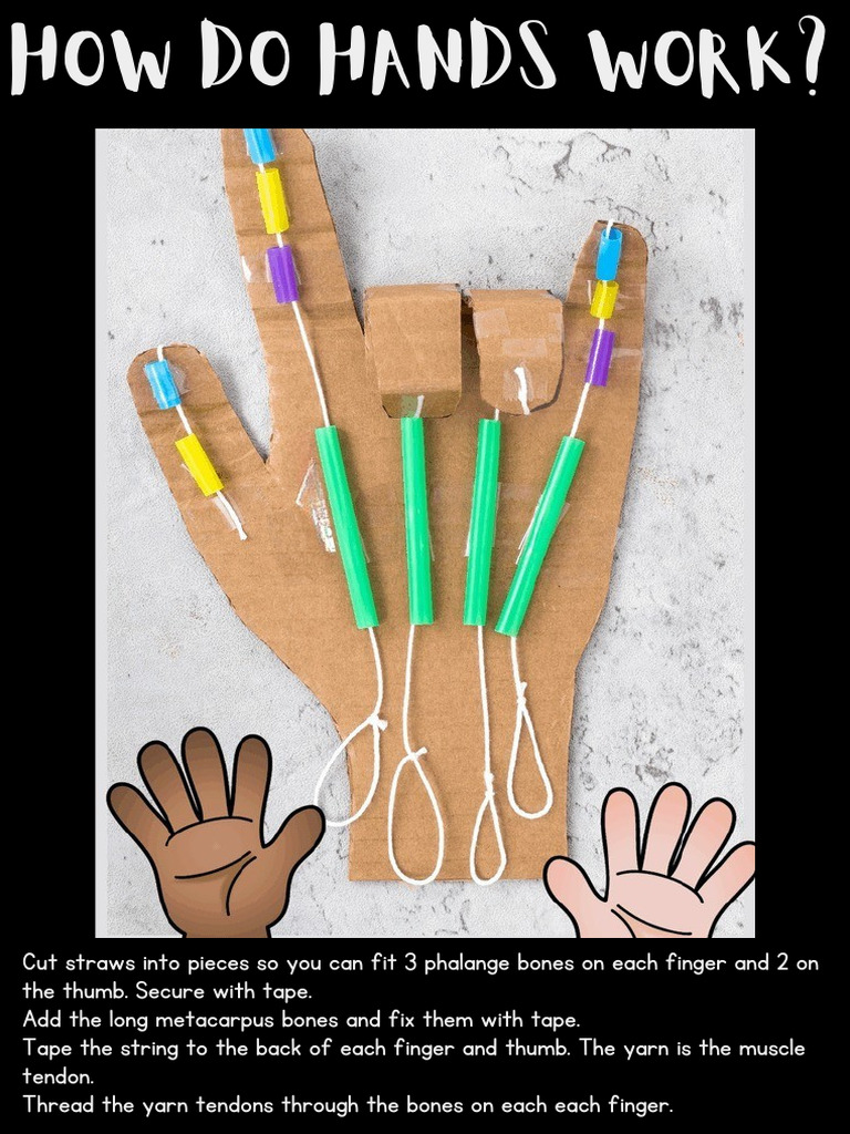 ? How Do Hands Work - Human Body Muscles For Kids Project - PDF (A4) | PDF