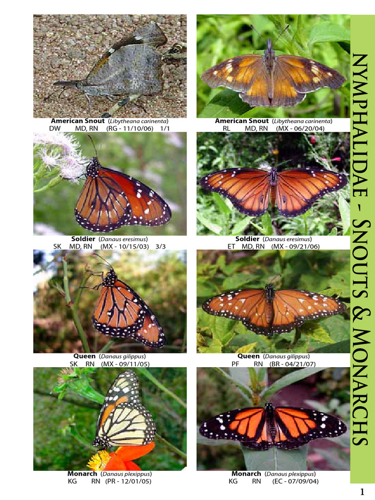 05 Nymphalidae-Danainae Monarchs PG 113-114 | PDF