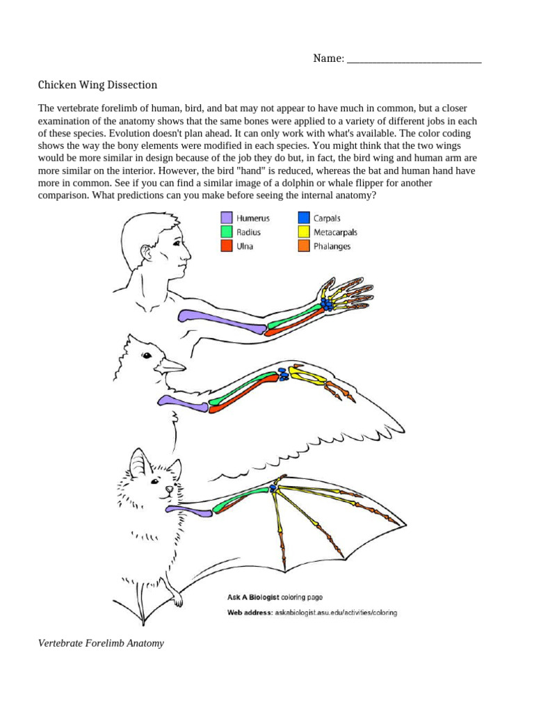 5.5 Chicken Wing Dissection | PDF | Elbow | Hand