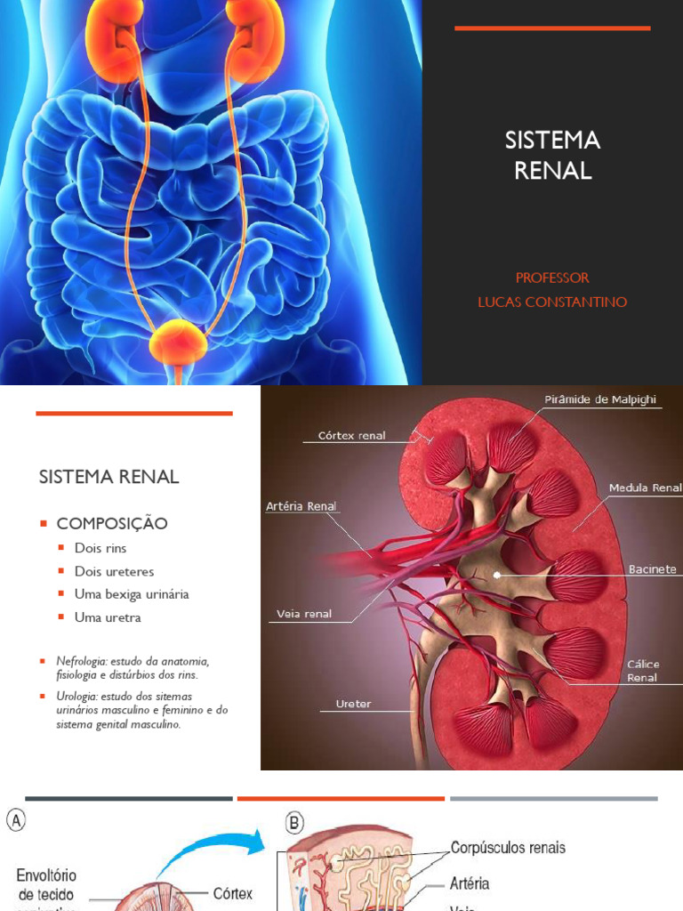 Anatomia Renal | PDF | Rim | Sistema urinário