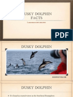 Dusky Dolphin Facts