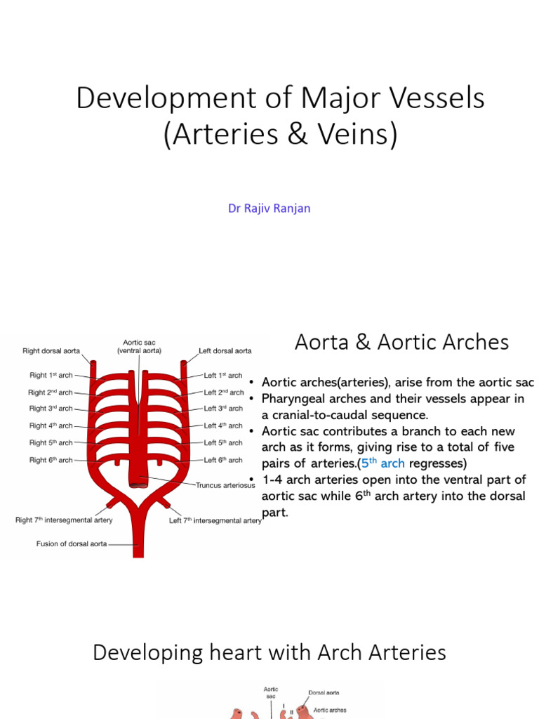 Development of CVS - Artery and Veins | PDF | Aorta | Common Carotid Artery