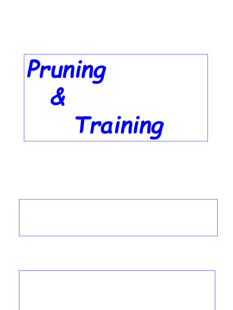 Training & Pruning | PDF | Pruning | Root