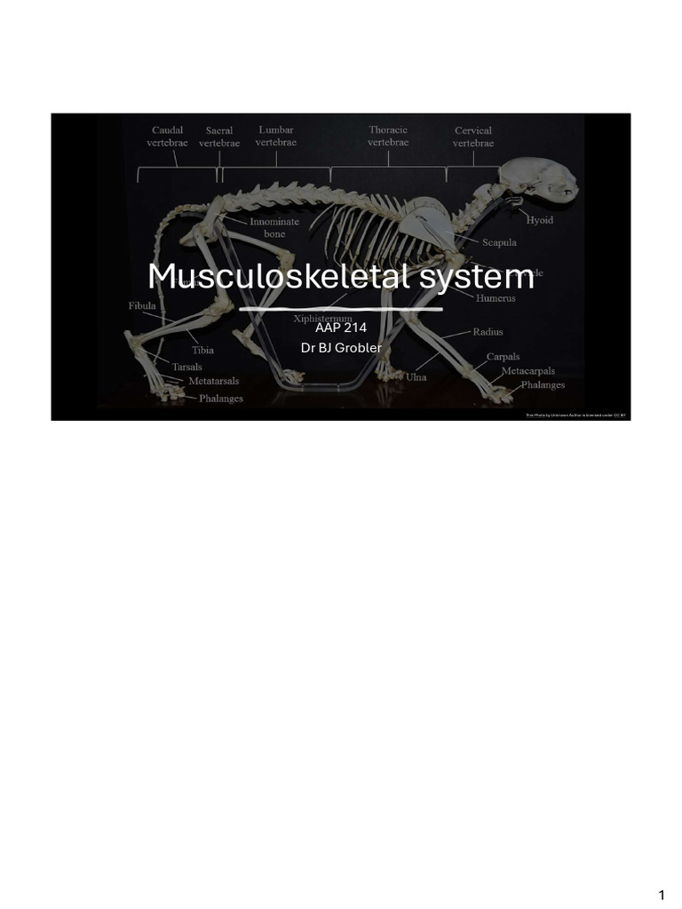 Musculoskeletal System PDF | PDF | Bone | Muscle Contraction