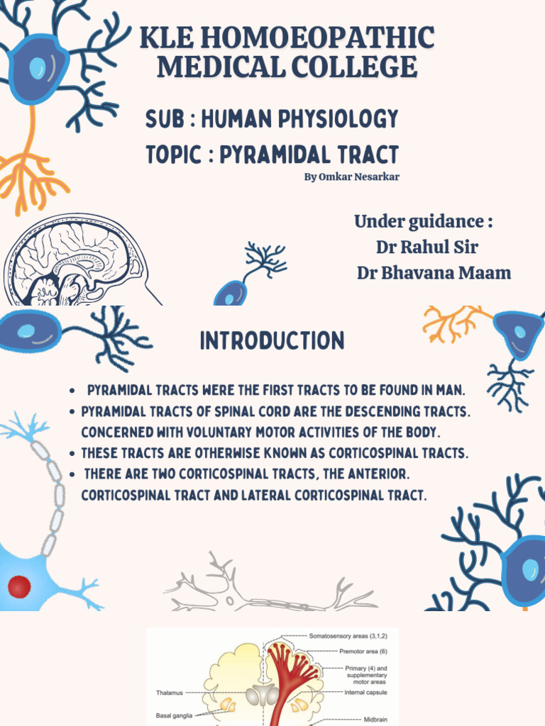 Blue Playful Human Neuron Group Project Presentation | PDF | Motor ...