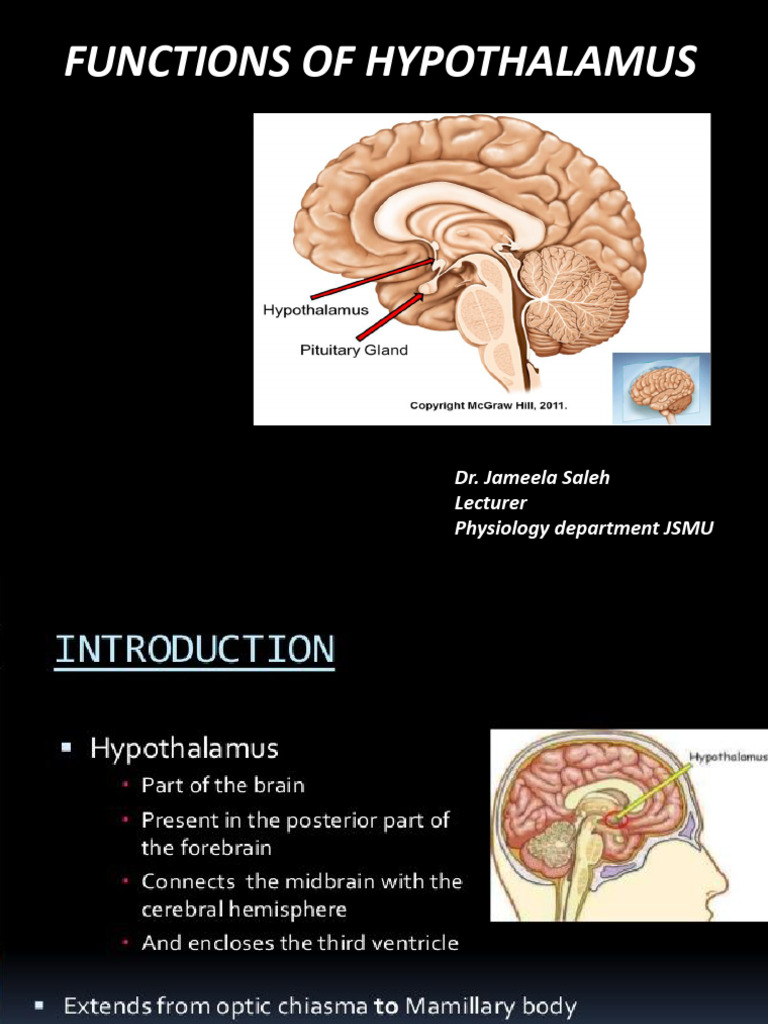 LEC 2. Function of Hypothalamus | PDF