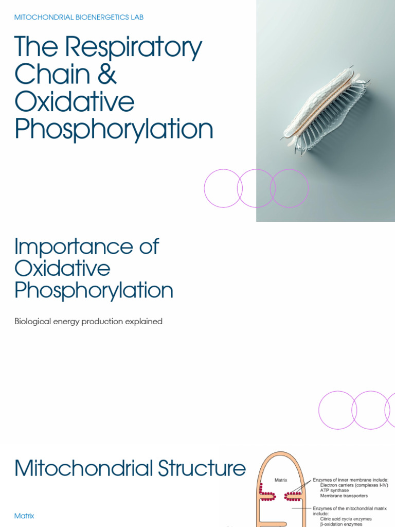 Presentation - The Respiratory Chain & Oxidative Phosphorylation ...