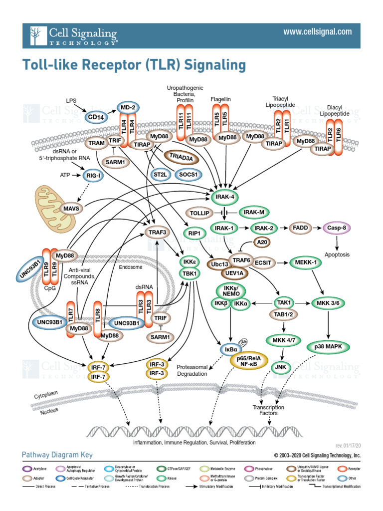 Toll - Like Receptor Signalling | PDF | Toll Like Receptor | Cell ...