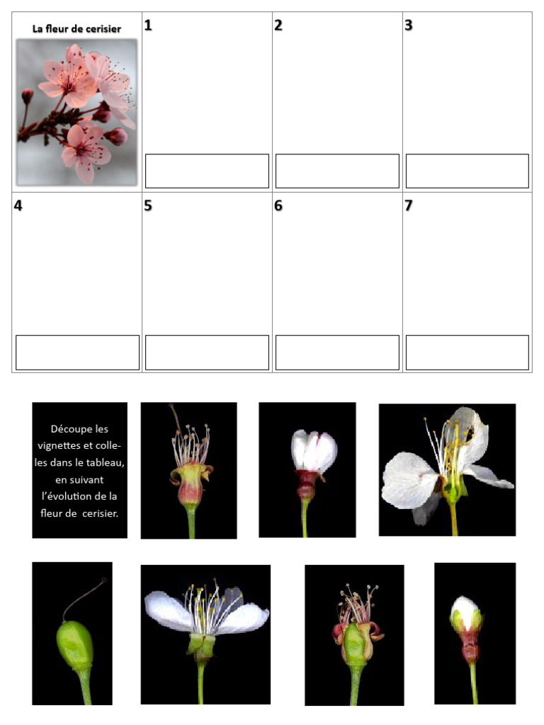 Evolution de La Fleur de Cerisier | PDF