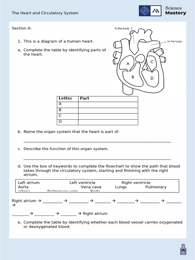 B4.2.3 The Heart and Circulatory System Worksheet | PDF | Heart ...