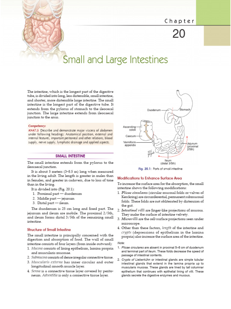 Intestine | PDF | Small Intestine | Gastrointestinal Tract