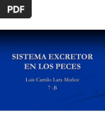 Sistema Excretor en Los Peces