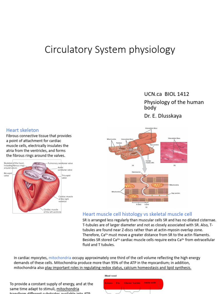 Lecture 6 Circulatory System Physiology Immunity | PDF | Cardiac Muscle ...