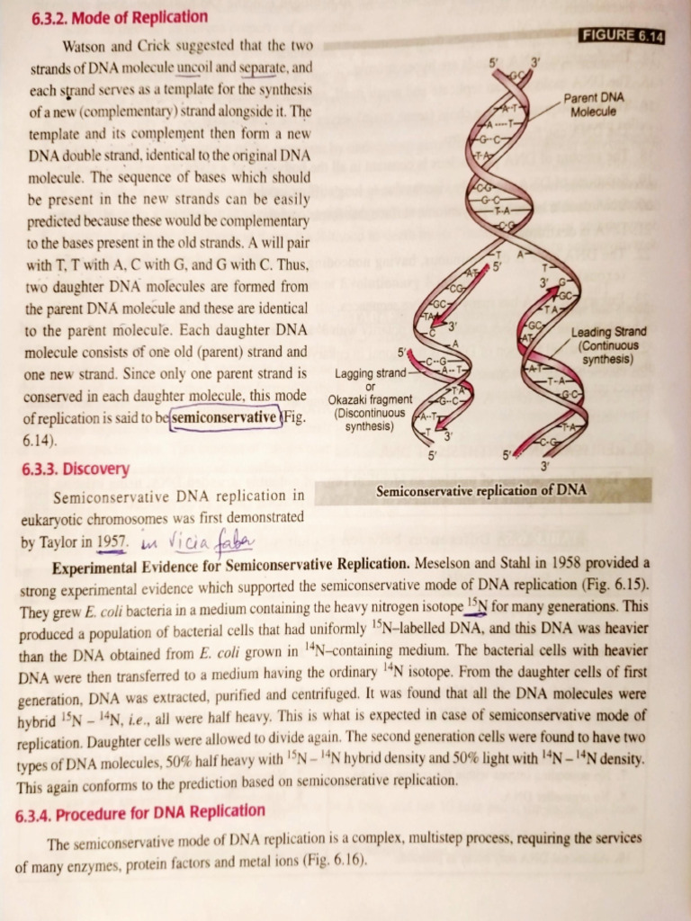 DNA Replication | PDF