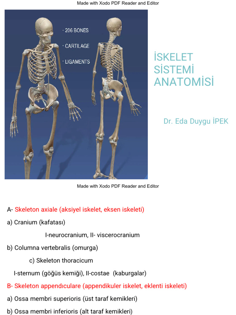 Tüm Iskelet Sistemi Anatomisi | PDF