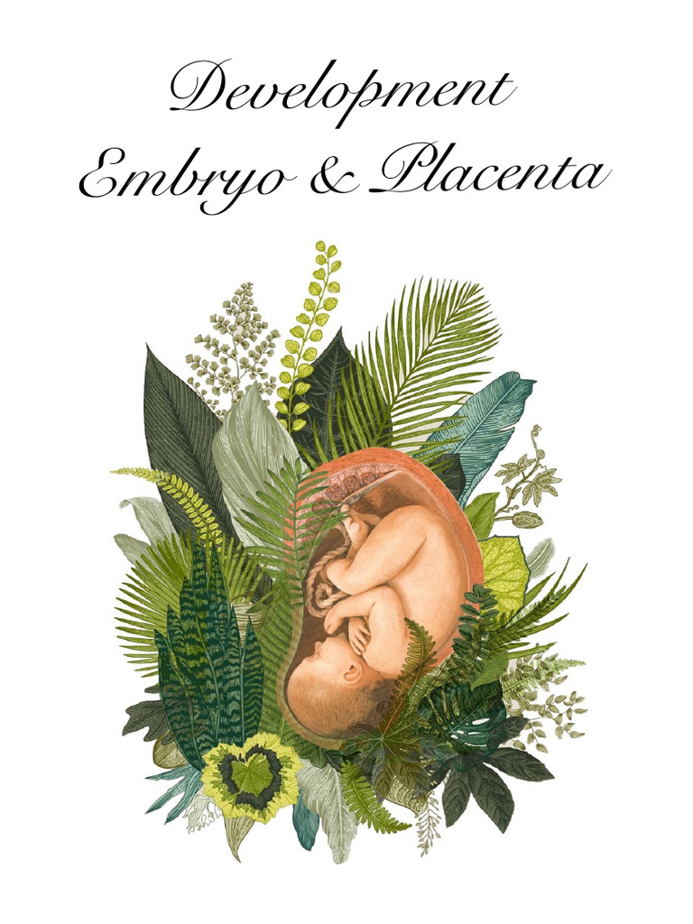 Development of Embryo and Placenta System | PDF