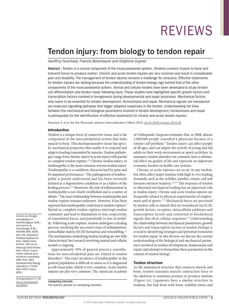 Tendon Injury | PDF | Tendon | Collagen